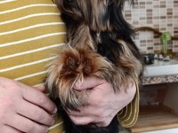 3.5 aylık yorkshire terrier bebeklerimiz