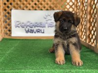 Alman Kurdu Köpeği Yavruları