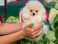 TEDDY BEAR POMERANİAN YAVRULARI