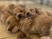 Güzeller güzeli Maltipoo bebişlerimiz