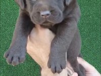 ÇİKOLATA LABRADOR BEBEKLER