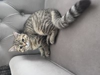 British Shorthair Golden Tabby