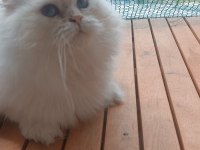 BRİTİSH LONGHAİR ŞECERELİ