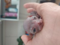 5 Adet Sphynx Kedimiz Sahiplendirilecektir