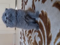 British shorthair yavru kedimiz