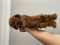Kore teacup poodle bebekler
