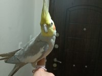 Erkek sultan papağanı