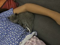 Son bir yavru british shorthair uyguna gidecektir