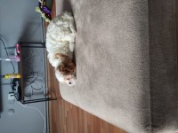 2 aylık sevimli oyuncu maltipoo ceku