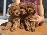 Yasal Ruhsatlı Çiftlikte Ziyarete Açık Toy Poodle