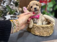Süslü bebek maltipoo