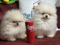 Show kalite tea cup teddy face pomeranian boo yavrular