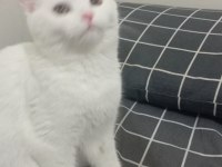 British shorthair kedimize yuva arıyoruz