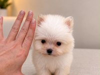 Pomeranian Teacup Bebeğimiz 