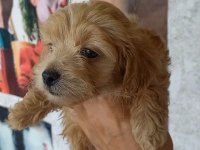 SON KALAN ERKEK MALTİPOO YAVRUMUZ