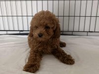 EV ORTAMINDA BÜYÜMÜŞ OLAN MİNİK KÖPEKLER