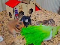 Yavru hamster
