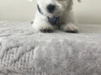 Maltese terrier bebekler