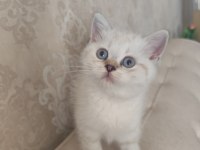 Harika bir bebek british shorthair