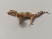 Leopard geckomuz