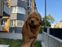 RED BROWN POODLE YAVRUMU YENİ YUVASINA HAZIR