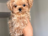Anne babadan orijinal köre maltipoo