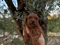 Güvenilir ve referanslı çiftlikten toy poodle bebekler
