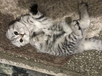 Scottish fold silver cins kedimiz