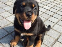 Sadık Rottweiler yavrular