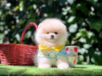 Safkan Pomeranian Boo Yavrularımız
