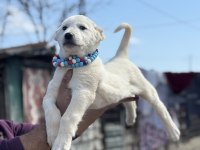 Kangal ve Anadolu çoban akbaş