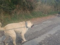 Köpeğimizi çiftleştirmek için dişi lazım