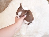 Micro mini WC eğitimli chihuahua