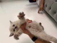 TESLİME HAZIR BLUE POİNT KEDİLERİMİZ
