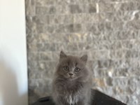 BRITISH LONGHAIR SAFKAN YAVRULARIM 
