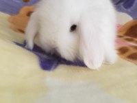 Lop tavşanı