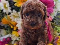 Ruhsatlı Köpek Çiftliğinden Toy Poodle Yavrularımız