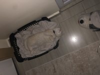 7 aylık british shorthair
