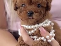Toy Poodle Köpeği Eğitimli
