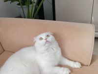 Beyaz scottish fold