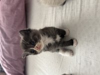 1 aylık yavru british shorthair
