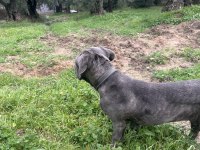 Has cane corso erkek yavru