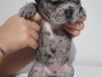 French bulldog
