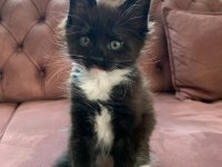 XXL MAİNE COON KEDİLER 7 HAFTALIK
