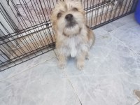 Terrier oyun köpeği