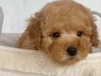 EV ORTAMINDA BÜYÜYEN RED / WHİTE POODLE YAVRULAR