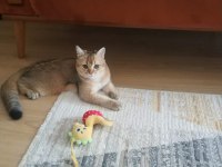 British shorthair golden