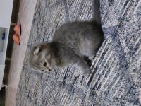 Scottish fold kittens