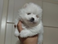 Sahiplendirmeye hazır pomeranian yavruları