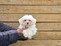 Safkan Maltese Terrier Yavruları